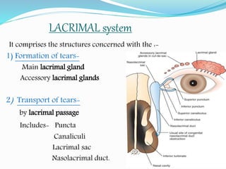 LACRIMAL system
It comprises the structures concerned with the :-
1) Formation of tears-
Main lacrimal gland
Accessory lacrimal glands
2) Transport of tears-
by lacrimal passage
Includes- Puncta
Canaliculi
Lacrimal sac
Nasolacrimal duct.
 