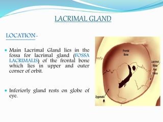 LACRIMAL GLAND
LOCATION-
 Main Lacrimal Gland lies in the
fossa for lacrimal gland (FOSSA
LACRIMALIS) of the frontal bone
which lies in upper and outer
corner of orbit.
 Inferiorly gland rests on globe of
eye.
 