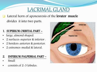 LACRIMAL GLAND
 Lateral horn of aponeurosis of the levator muscle
divides it into two parts.
1. SUPERIOR ORBITAL PART -
• large, almond shaped.
• 2 surfaces-superior & inferior .
• 2 borders-anterior & posterior.
• 2 extremes-medial & lateral.
2. INFERIOR PALPEBRAL PART –
• Small
• consists of 2-3 lobules.
 