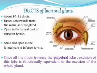 DUCTS of lacrimal gland
 About 10-12 ducts.
 Passes downwards from
the main lacrimal gland.
 Open in the lateral part of
superior fornix.
 Some also open in the
lateral part of inferior fornix.
 Since all the ducts traverse the palpebral lobe , excision of
this lobe is functionally equivalent to the excision of the
whole gland.
 