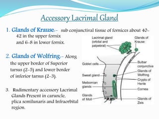 Accessory Lacrimal Gland
1. Glands of Krause:- sub conjunctival tissue of fornices about 40-
42 in the upper fornix
and 6-8 in lower fornix.
2. Glands of Wolfring:- Along
the upper border of Superior
tarsus (2-5) and lower border
of inferior tarsus (2-3).
3. Rudimentary accessory Lacrimal
Glands Present in caruncle,
plica semilunaris and Infraorbital
region.
 