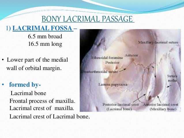 🎉 Lacrimal fossa. The Eyelids. 2019-02-06