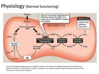 Physiology (Normal functioning)
Glucose 6 phosphate dehydrogenase use NADP as cofactor and convert into NADPH .Oxidized form of glutathione
(GSSH) converted into reduce form of (2GSH) .Glutathione perioxidase catalyze (GSH) into (GSSH) and convert ROS
into water as shown above in diagram.
 