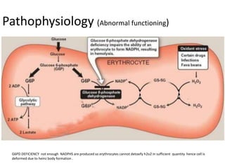 Pathophysiology (Abnormal functioning)
G6PD DEFICIENCY not enough NADPHS are produced so erythrocytes cannot detoxify h2o2 in sufficient quantity hence cell is
deformed due to heinz body formation .
 