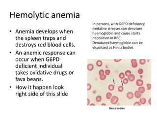Hemolytic anemia
• Anemia develops when
the spleen traps and
destroys red blood cells.
• An anemic response can
occur when G6PD
deficient individual
takes oxidative drugs or
fava beans.
• How it happen look
right side of this slide
In persons, with G6PD deficiency,
oxidative stresses can denature
haemoglobin and cause starts
deposition in RBC
Denatured haemoglobin can be
visualized as Heinz bodies
 