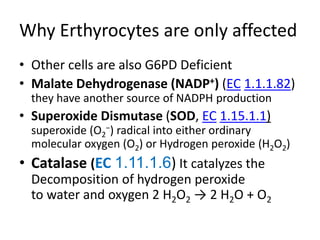 Why Erthyrocytes are only affected
• Other cells are also G6PD Deficient
• Malate Dehydrogenase (NADP+) (EC 1.1.1.82)
they have another source of NADPH production
• Superoxide Dismutase (SOD, EC 1.15.1.1)
superoxide (O2
−) radical into either ordinary
molecular oxygen (O2) or Hydrogen peroxide (H2O2)
• Catalase (EC 1.11.1.6) It catalyzes the
Decomposition of hydrogen peroxide
to water and oxygen 2 H2O2 → 2 H2O + O2
 