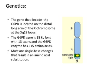 Genetics:
• The gene that Encode the
G6PD is located on the distal
long arm of the X chromosome
at the Xq28 locus.
• The G6PD gene is 18 kb long
with 13 exons and the G6PD
enzyme has 515 amino acids.
• Most are single-base changes
that result in an amino acid
substitution.
 