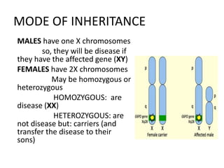 MODE OF INHERITANCE
MALES have one X chromosomes
so, they will be disease if
they have the affected gene (XY)
FEMALES have 2X chromosomes
May be homozygous or
heterozygous
HOMOZYGOUS: are
disease (XX)
HETEROZYGOUS: are
not disease but: carriers (and
transfer the disease to their
sons)
 