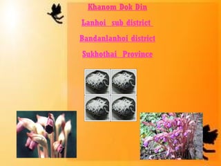 Khanom Dok Din Lanhoi  sub district  Bandanlanhoi district Sukhothai  Province 