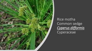 Kharif season weeds | PPTX