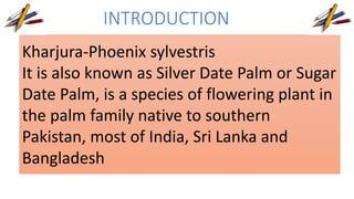 INTRODUCTION 
Kharjura-Phoenix sylvestris 
It is also known as Silver Date Palm or Sugar 
Date Palm, is a species of flowering plant in 
the palm family native to southern 
Pakistan, most of India, Sri Lanka and 
Bangladesh 
 