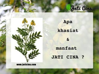 Apa khasiat & manfaat  JATI CINA ? www.jaticina.com 