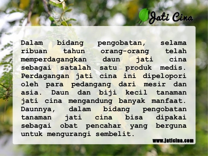 Khasiat dan manfaat daun jati cina