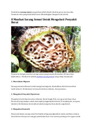 Khasiat dan manfaat tumbuhan sarang semut