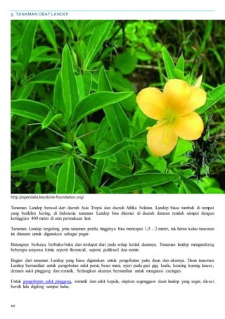 10
9. TANAMAN OBAT LANDEP
http://opendata.keystone-foundation.org/
Tanaman Landep berasal dari daerah Asia Tropis dan daerah Afrika Selatan. Landep biasa tumbuh di tempat
yang beriklim kering, di Indonesia tanaman Landep bisa ditemui di daerah dataran rendah sampai dengan
ketinggian 400 meter di atas permukaan laut.
Tanaman Landep tergolong jenis tanaman perdu, tingginya bisa mencapai 1,5 – 2 meter, tak heran kalau tanaman
ini ditanam untuk digunakan sebagai pagar.
Batangnya berkayu, berbuku-buku dan terdapat duri pada setiap ketiak daunnya. Tanaman landep mengandung
beberapa senyawa kimia seperti flavonoid, saponi, polifenol dan tannin.
Bagian dari tanaman Landep yang biasa digunakan untuk pengobatan yaitu daun dan akarnya. Daun tanaman
Landep bermanfaat untuk pengobatan sakit perut, beser mani, nyeri pada gusi gigi, kudis, kencing kurang lancar,
demam sakit pinggang dan rematik. Sedangkan akarnya bermanfaat untuk mengatasi cacingan.
Untuk pengobatan sakit pinggang, rematik dan sakit kepala, siapkan segenggam daun landep yang segar, dicuci
bersih lalu digiling sampai halus.
 