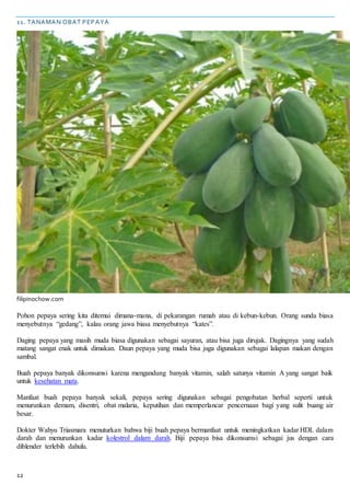 12
11. TANAMAN OBAT PEPAYA
filipinochow.com
Pohon pepaya sering kita ditemui dimana-mana, di pekarangan rumah atau di kebun-kebun. Orang sunda biasa
menyebutnya “gedang”, kalau orang jawa biasa menyebutnya “kates”.
Daging pepaya yang masih muda biasa digunakan sebagai sayuran, atau bisa juga dirujak. Dagingnya yang sudah
matang sangat enak untuk dimakan. Daun pepaya yang muda bisa juga digunakan sebagai lalapan makan dengan
sambal.
Buah pepaya banyak dikonsumsi karena mengandung banyak vitamin, salah satunya vitamin A yang sangat baik
untuk kesehatan mata.
Manfaat buah pepaya banyak sekali, pepaya sering digunakan sebagai pengobatan herbal seperti untuk
menurunkan demam, disentri, obat malaria, keputihan dan memperlancar pencernaan bagi yang sulit buang air
besar.
Dokter Wahyu Triasmara menuturkan bahwa biji buah pepaya bermanfaat untuk meningkatkan kadar HDL dalam
darah dan menurunkan kadar kolestrol dalam darah. Biji pepaya bisa dikonsumsi sebagai jus dengan cara
diblender terlebih dahulu.
 