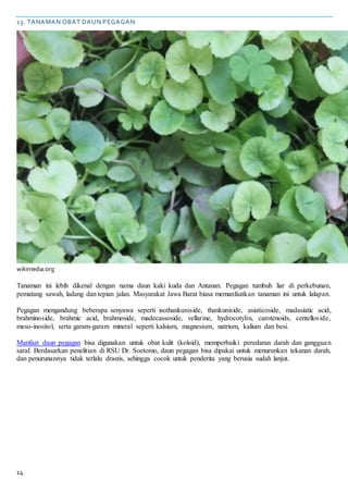 14
13. TANAMAN OBAT DAUN PEGAGAN
wikimedia.org
Tanaman ini lebih dikenal dengan nama daun kaki kuda dan Antanan. Pegagan tumbuh liar di perkebunan,
pematang sawah, ladang dan tepian jalan. Masyarakat Jawa Barat biasa memanfaatkan tanaman ini untuk lalapan.
Pegagan mengandung beberapa senyawa seperti isothankuniside, thankuniside, asiaticoside, madasiatic acid,
brahminoside, brahmic acid, brahmoside, madecassoside, vellarine, hydrocotylin, carotenoids, centelloside,
meso-inositol, serta garam-garam mineral seperti kalsium, magnesium, natrium, kalium dan besi.
Manfaat daun pegagan bisa digunakan untuk obat kulit (koloid), memperbaiki peredaran darah dan gangguan
saraf. Berdasarkan penelitian di RSU Dr. Soetomo, daun pegagan bisa dipakai untuk menurunkan tekanan darah,
dan penurunannya tidak terlalu drastis, sehingga cocok untuk penderita yang berusia sudah lanjut.
 