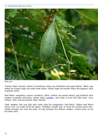 15
14. TANAMAN OBAT BLUSTRU
flickr.com
Tanaman blustru biasanyan ditanam di perkebunan, ladang atau dirambatkan pada pagar halaman. Blustru juga
tumbuh liar di tepian sungai dan semak-semak belukar. Seluruh bagian dari tanaman blustru bisa digunakan untuk
pengobatan herbal.
Buah Blustru mengandung senyawa cucurbitacin, luffein, citrulline dan saponin triterpen yang berkhasiat untuk
penghenti perdarahan (hemostatis), peluruh dahak, keputihan, sukar buang air besar, haid tidak teratur , bisul,
mimisan, batuk sesak dan pencahar ringan (laksatif).
Untuk mengatasi haid yang tidak tidak teratur kamu bisa menggunakan buah blustru. Siapkan buah blustru
sebesar 4 jari, cuci sampai bersih lalu diparut. Tambahkan setengah gelas air masak dan sesendok garam halus.
Setelah tercampur rata, remas dan saring. Air yang terkumpul bisa diminum sekaligus. Lakukan proses ini tiga
kali dalam sehari.
 