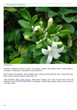 16
15. TANAMAN OBAT KEMUNING
wikimedia.org
Kemuning mengandung beberapa senyawa dari golongan kumarin yang berhasil diisolasi seperti pranferin,
murrangatin, murralonginal, isopropylidene dan murrmeranzin.
Daun kemuning bisa digunakan untuk mengobati diare, sakit gigi, datang haid tidak teratur, radang buah zakar,
infeksi saluran kencing, pelangsing tubuh, disentri dll.
Untuk mengobati infeksi saluran kencing, siapkan daun kemuning segar sekira 35 gram dicuci bersih lalu
tambahkan 3 gelas air. Rebus sampai tersisa air setengahnya. Setelah dingin, daunnya disaring dan bisa diminum
3 kali dalam sehari.
 