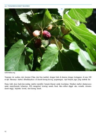 17
16. TANAMAN OBAT MURBEI
wikimedia.org
Tanaman ini asalnya dari daratan China dan bisa tumbuh dengan baik di dataran dengan ketinggian di atas 100
m dpl. Biasanya murbei dibudidayakan di daerah lereng-lereng pegunungan, tapi banyak juga yang tumbuh liar.
Daun, kulit akar, buah dan ranting murbei memiliki banyak khasiat untuk kesehatan. Manfaat murbei diantaranya
untuk meperbanyak keluarnya ASI, mengobati kencing nanah, bisul, luka akibat digigit ular, rematik, tekanan
darah tinggi, hepatitis kronis, dan kurang darah.
 