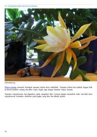 19
18. TANAMAN OBAT WIJAYA KUSUMA
wikimedia.org
Wijaya kusuma termasuk kelompok tanaman kaktus divisi anthophita. Tanaman kaktus bisa tumbuh dengan baik
di daerah beriklim sedang dan iklim tropis, begitu juga dengan tanaman wijaya kusuma.
Tanaman wijayakusuma bisa digunakan untuk mengobati luka. Caranya dengan menumbuk halus satu helai daun
wijayakusuma kemudian dioleskan pada bagian yang luka dan dibalut perban.
 