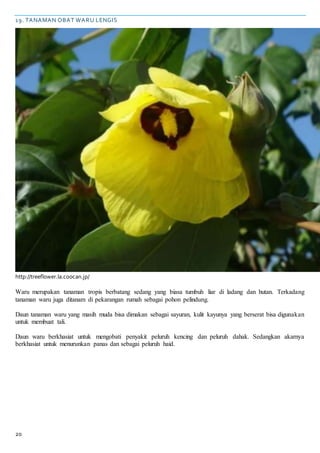 20
19. TANAMAN OBAT WARU LENGIS
http://treeflower.la.coocan.jp/
Waru merupakan tanaman tropis berbatang sedang yang biasa tumbuh liar di ladang dan hutan. Terkadang
tanaman waru juga ditanam di pekarangan rumah sebagai pohon pelindung.
Daun tanaman waru yang masih muda bisa dimakan sebagai sayuran, kulit kayunya yang berserat bisa digunakan
untuk membuat tali.
Daun waru berkhasiat untuk mengobati penyakit peluruh kencing dan peluruh dahak. Sedangkan akarnya
berkhasiat untuk menurunkan panas dan sebagai peluruh haid.
 
