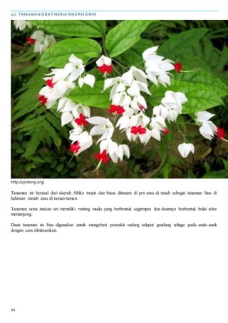 21
20. TANAMAN OBAT NONA MAKAN SIRIH
http://yizitong.org/
Tanaman ini berasal dari daerah Afrika tropis dan biasa ditanam di pot atau di tanah sebagai tanaman hias di
halaman rumah atau di taman-taman.
Tanaman nona makan siri memiliki ranting muda yang berbentuk segiempat dan daunnya berbentuk bulat telur
memanjang.
Daun tanaman ini bisa digunakan untuk mengobati penyakit radang selaput gendang telinga pada anak-anak
dengan cara diminumkan.
 
