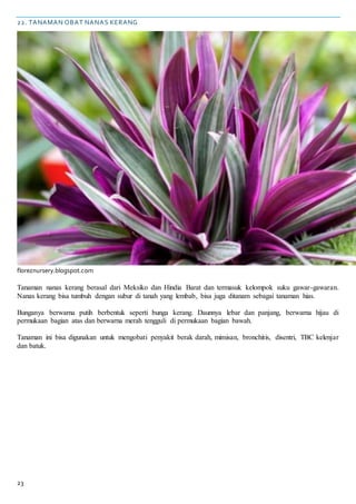 23
22. TANAMAN OBAT NANAS KERANG
floreznursery.blogspot.com
Tanaman nanas kerang berasal dari Meksiko dan Hindia Barat dan termasuk kelompok suku gawar-gawaran.
Nanas kerang bisa tumbuh dengan subur di tanah yang lembab, bisa juga ditanam sebagai tanaman hias.
Bunganya berwarna putih berbentuk seperti bunga kerang. Daunnya lebar dan panjang, berwarna hijau di
permukaan bagian atas dan berwarna merah tengguli di permukaan bagian bawah.
Tanaman ini bisa digunakan untuk mengobati penyakit berak darah, mimisan, bronchitis, disentri, TBC kelenjar
dan batuk.
 