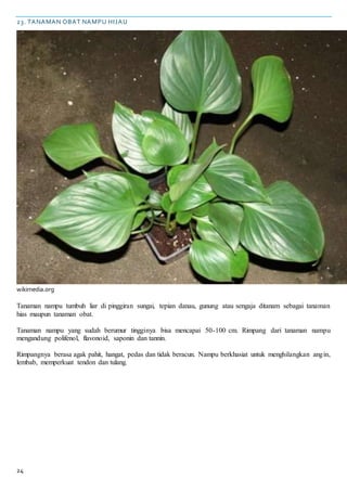 24
23. TANAMAN OBAT NAMPU HIJAU
wikimedia.org
Tanaman nampu tumbuh liar di pinggiran sungai, tepian danau, gunung atau sengaja ditanam sebagai tanaman
hias maupun tanaman obat.
Tanaman nampu yang sudah berumur tingginya bisa mencapai 50-100 cm. Rimpang dari tanaman nampu
mengandung polifenol, flavonoid, saponin dan tannin.
Rimpangnya berasa agak pahit, hangat, pedas dan tidak beracun. Nampu berkhasiat untuk menghilangkan angin,
lembab, memperkuat tendon dan tulang.
 