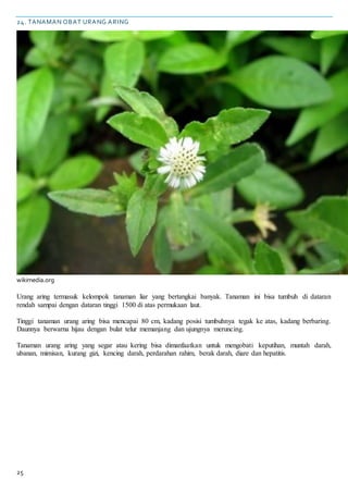 25
24. TANAMAN OBAT URANG ARING
wikimedia.org
Urang aring termasuk kelompok tanaman liar yang bertangkai banyak. Tanaman ini bisa tumbuh di dataran
rendah sampai dengan dataran tinggi 1500 di atas permukaan laut.
Tinggi tanaman urang aring bisa mencapai 80 cm, kadang posisi tumbuhnya tegak ke atas, kadang berbaring.
Daunnya berwarna hijau dengan bulat telur memanjang dan ujungnya meruncing.
Tanaman urang aring yang segar atau kering bisa dimanfaatkan untuk mengobati keputihan, muntah darah,
ubanan, mimisan, kurang gizi, kencing darah, perdarahan rahim, berak darah, diare dan hepatitis.
 