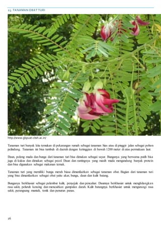 26
25. TANAMAN OBAT TURI
http://www.gbpuat-cbsh.ac.in/
Tanaman turi banyak kita temukan di pekarangan rumah sebagai tanaman hias atau di pinggir jalan sebagai pohon
pelindung. Tanaman ini bisa tumbuh di daerah dengan ketinggian di bawah 1200 meter di atas permukaan laut.
Daun, polong muda dan bunga dari tanaman turi bisa dimakan sebagai sayur. Bunganya yang berwarna putih bisa
juga di kukus dan dimakan sebagai pecel. Daun dan rantingnya yang masih muda mengandung banyak protein
dan bisa digunakan sebagai makanan ternak.
Tanaman turi yang memiliki bunga merah biasa dimanfaatkan sebagai tanaman obat. Bagian dari tanaman turi
yang bisa dimanfaatkan sebagai obat yaitu akar, bunga, daun dan kulit batang.
Bunganya berkhasiat sebagai pelembut kulit, penyejuk dan pencahar. Daunnya berkhasiat untuk menghilangkan
rasa sakit, peluruh kencing dan mencairkan gumpalan darah. Kulit batangnya berkhasiat untuk mengurangi rasa
sakit, perangsang muntah, tonik dan penurun panas.
 