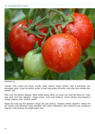 27
26. TANAMAN OBAT TOMAT
wikimedia.org
Tanaman tomat berasal dari daerah Amerika tropis, ditanam sebagai tanaman buah di perkebunan atau
pekarangan rumah. Tomat bisa tumbuh optimal di tanah yang gembur dan subur, tomat tidak tahan terhadap sinar
matahari terik.
Buah tomat bisa dimakan langsung, dibuat sambal goreng, dibuat acar tomat, saus tomat atau dibuat jus. Tomat
yang masih kecil biasa digunakan sebagai sayuran, tomat yang berukuran sebesar kelerang biasa digunakan
sebagai campuran untuk membuat sambal.
Bagian dari tomat yang bisa digunakan sebagai obat yaitu buahnya, sedangkan daunnya digunakan sebagai obat
luar. Khasiat tomat diantaranya untuk menambah nafsu makan, melancarkan aliran empedu ke usus, merangsang
keluarnya enzim lambung dan menghilangkan haus.
 