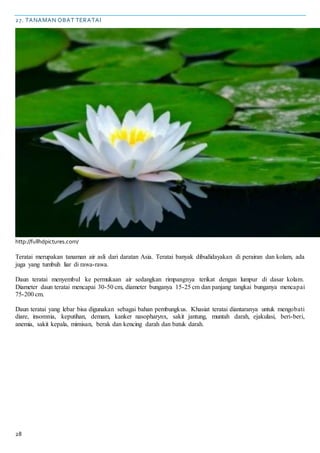 28
27. TANAMAN OBAT TERATAI
http://fullhdpictures.com/
Teratai merupakan tanaman air asli dari daratan Asia. Teratai banyak dibudidayakan di perairan dan kolam, ada
juga yang tumbuh liar di rawa-rawa.
Daun teratai menyembul ke permukaan air sedangkan rimpangnya terikat dengan lumpur di dasar kolam.
Diameter daun teratai mencapai 30-50 cm, diameter bunganya 15-25 cm dan panjang tangkai bunganya mencapai
75-200 cm.
Daun teratai yang lebar bisa digunakan sebagai bahan pembungkus. Khasiat teratai diantaranya untuk mengobati
diare, insomnia, keputihan, demam, kanker nasopharynx, sakit jantung, muntah darah, ejakulasi, beri-beri,
anemia, sakit kepala, mimisan, berak dan kencing darah dan batuk darah.
 