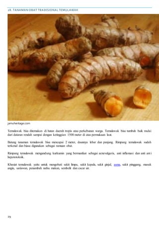 29
28. TANAMAN OBAT TRADISIONAL TEMULAWAK
jamuheritage.com
Temulawak bisa ditemukan di hutan daerah tropis atau perkebunan warga. Temulawak bisa tumbuh baik mulai
dari dataran rendah sampai dengan ketinggian 1500 meter di atas permukaan laut.
Batang tanaman temulawak bisa mencapai 2 meter, daunnya lebar dan panjang. Rimpang temulawak sudah
terkenal dan biasa digunakan sebagai ramuan obat.
Rimpang temulawak mengandung kurkumin yang bermanfaat sebagai acnevulgaris, anti inflamasi dan anti anti
hepototoksik.
Khasiat temulawak yaitu untuk mengobati sakit limpa, sakit kepala, sakit ginjal, asma, sakit pinggang, masuk
angin, sariawan, penambah nafsu makan, sembelit dan cacar air.
 