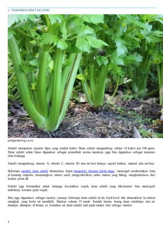 3
2. TANAMAN OBAT SELEDRI
podgardening.co.nz
Seledri merupakan sayuran hijau yang rendah kalori. Daun seledri mengandung sekitar 16 kalori per 100 gram.
Daun seledri selain biasa digunakan sebagai penambah aroma masakan, juga bisa digunakan sebagai tanaman
obat keluarga.
Seledri mengandung vitamin A, vitamin C, vitamin B1 dan zat besi lainnya seperti kalium, mineral dan zat besi.
Beberapa manfaat daun seledri diantaranya dapat mengobati tekanan darah tinggi, mencegah pembentukan batu
di kantung empedu, menenangkan sistem saraf, mengembalikan nafsu makan yang hilang, menghindarkan dari
kanker perut dll.
Seledri juga bermanfaat untuk menjaga kecantikan wajah, daun seledri yang dikonsumsi bisa mencegah
timbulnya kerutan pada wajah.
Bisa juga digunakan sebagai masker, caranya beberapa daun seledri di iris kecil-kecil lalu dimasukkan ke dalam
mangkuk yang berisi air mendidih. Biarkan selama 15 menit. Setelah harum, buang daun seledrinya dan air
daunnya disimpan di lemari es. Gunakan air daun seledri tadi pada malam hari sebagai masker.
 