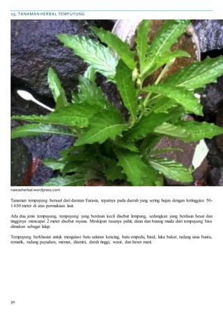 30
29. TANAMAN HERBAL TEMPUYUNG
nawasherbal.wordpress.com
Tanaman tempuyung berasal dari daratan Eurasia, tepatnya pada daerah yang sering hujan dengan ketinggian 50-
1.650 meter di atas permukaan laut.
Ada dua jenis tempuyung, tempuyung yang berdaun kecil disebut lempung, sedangkan yang berdaun besar dan
tingginya mencapai 2 meter disebut rayana. Meskipun rasanya pahit, daun dan batang muda dari tempuyung bisa
dimakan sebagai lalap.
Tempuyung berkhasiat untuk mengatasi batu saluran kencing, batu empedu, bisul, luka bakar, radang usus buntu,
rematik, radang payudara, memar, disentri, darah tinggi, wasir, dan beser mani.
 