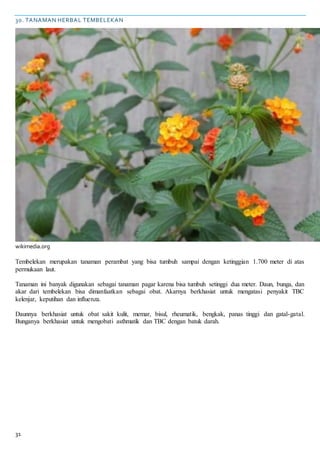 31
30. TANAMAN HERBAL TEMBELEKAN
wikimedia.org
Tembelekan merupakan tanaman perambat yang bisa tumbuh sampai dengan ketinggian 1.700 meter di atas
permukaan laut.
Tanaman ini banyak digunakan sebagai tanaman pagar karena bisa tumbuh setinggi dua meter. Daun, bunga, dan
akar dari tembelekan bisa dimanfaatkan sebagai obat. Akarnya berkhasiat untuk mengatasi penyakit TBC
kelenjar, keputihan dan influenza.
Daunnya berkhasiat untuk obat sakit kulit, memar, bisul, rheumatik, bengkak, panas tinggi dan gatal-gatal.
Bunganya berkhasiat untuk mengobati asthmatik dan TBC dengan batuk darah.
 