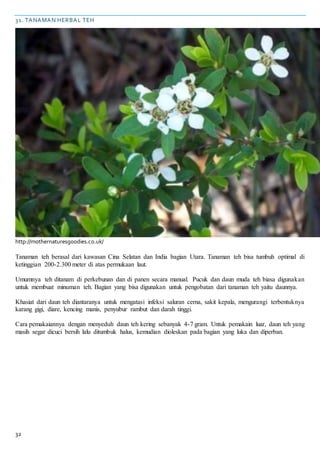 32
31. TANAMAN HERBAL TEH
http://mothernaturesgoodies.co.uk/
Tanaman teh berasal dari kawasan Cina Selatan dan India bagian Utara. Tanaman teh bisa tumbuh optimal di
ketinggian 200-2.300 meter di atas permukaan laut.
Umumnya teh ditanam di perkebunan dan di panen secara manual. Pucuk dan daun muda teh biasa digunakan
untuk membuat minuman teh. Bagian yang bisa digunakan untuk pengobatan dari tanaman teh yaitu daunnya.
Khasiat dari daun teh diantaranya untuk mengatasi infeksi saluran cerna, sakit kepala, mengurangi terbentuknya
karang gigi, diare, kencing manis, penyubur rambut dan darah tinggi.
Cara pemakaiannya dengan menyeduh daun teh kering sebanyak 4-7 gram. Untuk pemakain luar, daun teh yang
masih segar dicuci bersih lalu ditumbuk halus, kemudian dioleskan pada bagian yang luka dan diperban.
 