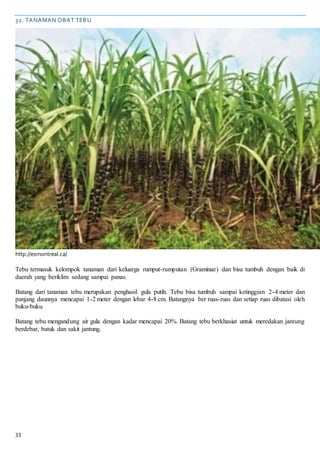 33
32. TANAMAN OBAT TEBU
http://esmontreal.ca/
Tebu termasuk kelompok tanaman dari keluarga rumput-rumputan (Graminae) dan bisa tumbuh dengan baik di
daerah yang beriklim sedang sampai panas.
Batang dari tanaman tebu merupakan penghasil gula putih. Tebu bisa tumbuh sampai ketinggian 2-4 meter dan
panjang daunnya mencapai 1-2 meter dengan lebar 4-8 cm. Batangnya ber ruas-ruas dan setiap ruas dibatasi oleh
buku-buku.
Batang tebu mengandung air gula dengan kadar mencapai 20%. Batang tebu berkhasiat untuk meredakan jantung
berdebar, batuk dan sakit jantung.
 