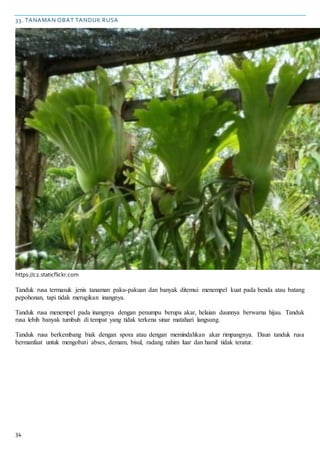 34
33. TANAMAN OBAT TANDUK RUSA
https://c2.staticflickr.com
Tanduk rusa termasuk jenis tanaman paku-pakuan dan banyak ditemui menempel kuat pada benda atau batang
pepohonan, tapi tidak merugikan inangnya.
Tanduk rusa menempel pada inangnya dengan penumpu berupa akar, helaian daunnya berwarna hijau. Tanduk
rusa lebih banyak tumbuh di tempat yang tidak terkena sinar matahari langsung.
Tanduk rusa berkembang biak dengan spora atau dengan memindahkan akar rimpangnya. Daun tanduk rusa
bermanfaat untuk mengobati abses, demam, bisul, radang rahim luar dan hamil tidak teratur.
 