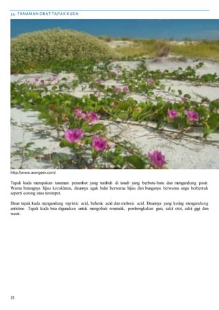 35
34. TANAMAN OBAT TAPAK KUDA
http://www.asergeev.com/
Tapak kuda merupakan tanaman perambat yang tumbuh di tanah yang berbatu-batu dan mengandung pasir.
Warna batangnya hijau kecoklatan, daunnya agak bulat berwarna hijau dan bunganya berwarna ungu berbentuk
seperti corong atau terompet.
Daun tapak kuda mengandung myristic acid, behenic acid dan melissic acid. Daunnya yang kering mengandung
antistine. Tapak kuda bisa digunakan untuk mengobati reumatik, pembengkakan gusi, sakit otot, sakit gigi dan
wasir.
 