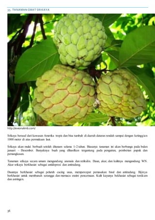36
35. TANAMAN OBAT SRIKAYA
http://eveonalimb.com/
Srikaya berasal dari kawasan Amerika tropis dan bisa tumbuh di daerah dataran rendah sampai dengan ketinggian
1000 meter di atas permukaan laut.
Srikaya akan mulai berbuah setelah ditanam selama 1-2 tahun. Biasanya tanaman ini akan berbunga pada bulan
januari – Desember. Banyaknya buah yang dihasilkan tergantung pada pengairan, pemberian pupuk dan
pemangkasan.
Tanaman srikaya secara umum mengandung anonain dan retikulin. Daun, akar, dan kulitnya mengandung WN.
Akar srikaya berkhasiat sebagai antidepresi dan antiradang.
Daunnya berkhasiat sebagai peluruh cacing usus, mempercepat pemasakan bisul dan antiradang. Bijinya
berkhasiat untuk membunuh serangga dan memacu enzim pencernaan. Kulit kayunya bekhasiat sebagai tonikum
dan astringen.
 