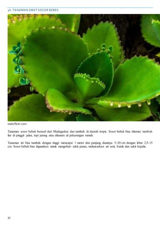 37
36. TANAMAN OBAT SOSOR BEBEK
staticflickr.com
Tanaman sosor bebek berasal dari Madagaskar dan tumbuh di daerah tropis. Sosor bebek bisa ditemui tumbuh
liar di pinggir jalan, tepi jurang atau ditanam di pekarangan rumah.
Tanaman ini bisa tumbuh dengan tinggi mencapai 1 meter dan panjang daunnya 5-20 cm dengan lebar 2,5-15
cm. Sosor bebek bisa digunakan untuk mengobati sakit panas, melancarkan air seni, batuk dan sakit kepala.
 