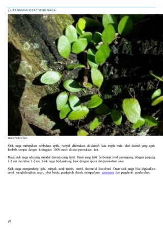 38
37. TANAMAN OBAT SISIK NAGA
staticflickr.com
Sisik naga merupakan tumbuhan epifit, banyak ditemukan di daerah Asia tropik mulai dari daerah yang agak
lembab sampai dengan ketinggian 1000 meter di atas permukaan laut.
Daun sisik naga ada yang mandul dan ada yang fertil. Daun yang fertil berbentuk oval memanjang dengan panjang
1-5 cm dan lebar 1-2 cm. Sisik naga berkembang biak dengan spora dan pemisahan akar.
Sisik naga mengandung gula, minyak asiri, tannin, sterol, flavonoid dan fenol. Daun sisik naga bisa digunakan
untuk menghilangkan nyeri, obat batuk, pembersih darah, memperkuat paru-paru dan penghenti pendarahan.
 