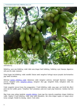 4
3. TANAMAN OBAT BELIMBING WULUH
wikimedia.org
Belimbing sayur atau belimbing wuluh tidak sama dengan buah belimbing, belimbing sayur biasanya digunakan
oleh para ibu untuk memasak.
Setiap bagian dari belimbing wuluh memiliki khasiat untuk mengobati berbagai macam penyakit dan bermanfaat
juga untuk kecantikan.
Beberapa manfaat belimbing wuluh diantaranya untuk mengatasi sariawan, mencegah hipertensi, mengatasi
jerawat, mengatasi panu, mengobati diabetes, mengatasi sikat gigi, mengobati batuk, melegakan nafas dan
mencaikan dahak.
Untuk mengobati jerawat kamu bisa menggunakan 3 buah belimbing wuluh yang segar, cuci bersih lalu diberi
parut dan beri sedikit garam. Tempelkan hasil parutannya pada area wajah yang berjerawat. Lakukan dua kali
sehari.
Bagi kamu yang sedang menderita penyakit diabetes, kamu juga bisa mencoba pengobatan dengan belimbing
wuluh. Siapkan 6 buah belimbing wuluh yang sudah dilumatkan, lalu rebus dengan segelas air sampai airnya
tersisa setengah. Setelah itu disaring, minum 2 kali sehari.
 