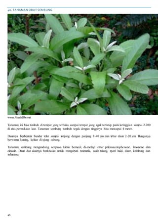 41
40. TANAMAN OBAT SEMBUNG
www.hkwildlife.net
Tanaman ini bisa tumbuh di tempat yang terbuka sampai tempat yang agak tertutup pada ketinggian sampai 2.200
di atas permukaan laut. Tanaman sembung tumbuh tegak dengan tingginya bisa mencapai 4 meter.
Daunnya berbentuk bundar telur sampai lonjong dengan panjang 8-40 cm dan lebar daun 2-20 cm. Bunganya
berwarna kuning, keluar di ujung cabang.
Tanaman sembung mengandung senyawa kimia borneol, di-methyl ether phloroacetophenone, limonene dan
cineole. Daun dan akarnya berkhasiat untuk mengobati reumatik, sakit tulang, nyeri haid, diare, kembung dan
influenza.
 