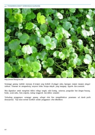 42
41. TANAMAN OBAT SEMANGGI GUNUNG
http://www.flowgrow.de/
Semanggi gunung tumbuh merayap di tempat yang lembab di pinggir jalan, lapangan rumput maupun pinggir
selokan. Tanaman ini mengandung senyawa kimia berupa minyak yang menguap, hyperin dan coumarin.
Bisa digunakan untuk mengobati infeksi telinga tengah, sakit kuning, sariawan, pengecilan hati dengan busung,
batuk, sesak nafas, batu empedu, radang tenggorok dan infeksi amandel.
Terkadang penggunaan semanggi gunung sebagai obat bisa mengakibatkan penurunan sel darah putih
(leucopenia). Tapi akan normal kembali setelah penggunaan obat dihentikan.
 