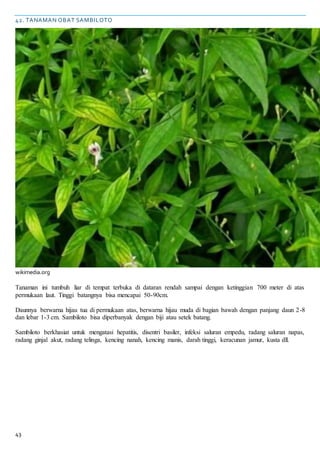 43
42. TANAMAN OBAT SAMBILOTO
wikimedia.org
Tanaman ini tumbuh liar di tempat terbuka di dataran rendah sampai dengan ketinggian 700 meter di atas
permukaan laut. Tinggi batangnya bisa mencapai 50-90cm.
Daunnya berwarna hijau tua di permukaan atas, berwarna hijau muda di bagian bawah dengan panjang daun 2-8
dan lebar 1-3 cm. Sambiloto bisa diperbanyak dengan biji atau setek batang.
Sambiloto berkhasiat untuk mengatasi hepatitis, disentri basiler, infeksi saluran empedu, radang saluran napas,
radang ginjal akut, radang telinga, kencing nanah, kencing manis, darah tinggi, keracunan jamur, kusta dll.
 