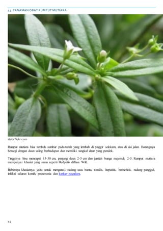 44
43. TANAMAN OBAT RUMPUT MUTIARA
staticflickr.com
Rumput mutiara bisa tumbuh sumbur pada tanah yang lembab di pinggir selokam, atau di sisi jalan. Batangnya
bersegi dengan daun saling berhadapan dan memiliki tangkal daun yang pendek.
Tingginya bisa mencapai 15-50 cm, panjang daun 2-5 cm dan jumlah bunga majemuk 2-5. Rumput mutiara
mempunyai khasiat yang sama seperti Hedyotis diffusa Wild.
Beberapa khasiatnya yaitu untuk mengatasi radang usus buntu, tonsilis, hepatitis, bronchitis, radang panggul,
infeksi saluran kemih, pneumonia dan kanker payudara.
 