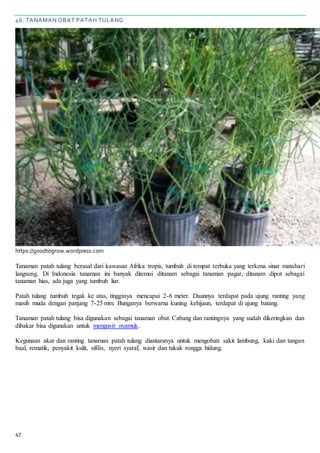 47
46. TANAMAN OBAT PATAH TULANG
https://goodtogrow.wordpress.com
Tanaman patah tulang berasal dari kawasan Afrika tropis, tumbuh di tempat terbuka yang terkena sinar matahari
langsung. Di Indonesia tanaman ini banyak ditemui ditanam sebagai tanaman pagar, ditanam dipot sebagai
tanaman hias, ada juga yang tumbuh liar.
Patah tulang tumbuh tegak ke atas, tingginya mencapai 2-6 meter. Daunnya terdapat pada ujung ranting yang
masih muda dengan panjang 7-25 mm. Bunganya berwarna kuning kehijaun, terdapat di ujung batang.
Tanaman patah tulang bisa digunakan sebagai tanaman obat. Cabang dan rantingnya yang sudah dikeringkan dan
dibakar bisa digunakan untuk mengusir nyamuk.
Kegunaan akar dan ranting tanaman patah tulang diantaranya untuk mengobati sakit lambung, kaki dan tangan
baal, rematik, penyakit kulit, sifilis, nyeri syaraf, wasir dan tukak rongga hidung.
 